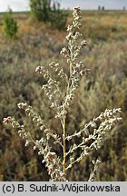 Artemisia austriaca (bylica austriacka)