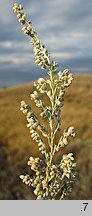 Artemisia austriaca (bylica austriacka)