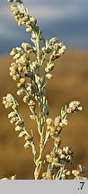 Artemisia austriaca (bylica austriacka)