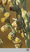 Artemisia austriaca (bylica austriacka)