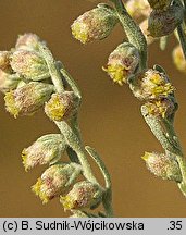 Artemisia austriaca (bylica austriacka)