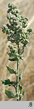 Chenopodium opulifolium