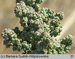 Chenopodium opulifolium