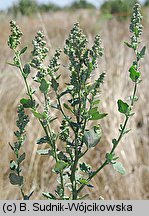 Chenopodium opulifolium