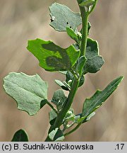 Chenopodium opulifolium