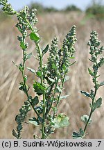 Chenopodium opulifolium