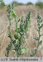 Chenopodium opulifolium