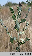 Chenopodium opulifolium