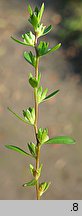 Veronica peregrina ssp. peregrina (przetacznik obcy typowy)