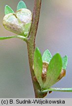 Veronica peregrina ssp. peregrina (przetacznik obcy typowy)