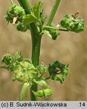 Malva pusilla (ślaz niziutki)