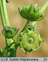 Malva pusilla (ślaz niziutki)