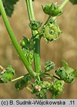 Malva pusilla (ślaz niziutki)