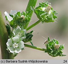 Malva pusilla (ślaz niziutki)