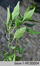 Parietaria pensylvanica (parietaria pensylwańska)