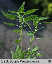 Parietaria pensylvanica (parietaria pensylwańska)