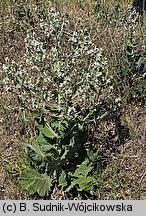 Salvia aethiopis (szałwia etiopska)