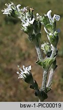 Salvia aethiopis (szałwia etiopska)