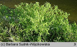 Ambrosia psilostachya (ambrozja zachodnia)