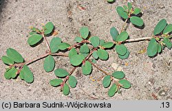 Euphorbia humifusa (wilczomlecz rozesłany)