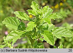 Amaranthus albus (szarłat biały)