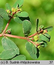 Euphorbia humifusa (wilczomlecz rozesłany)