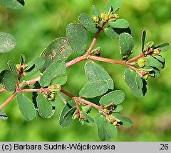 Euphorbia humifusa (wilczomlecz rozesłany)
