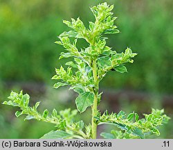 Amaranthus albus (szarłat biały)