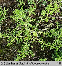 Amaranthus albus (szarłat biały)