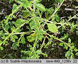 Amaranthus albus (szarłat biały)