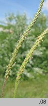 Plantago coronopus (babka pierzasta)