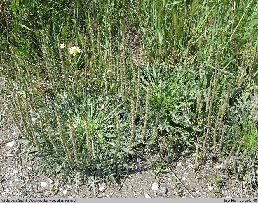 Plantago coronopus (babka pierzasta)