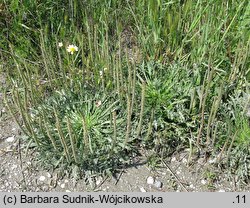 Plantago coronopus (babka pierzasta)