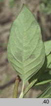 Polygonum lapathifolium ssp. brittingeri (rdest szczawiolistny Brittingera)