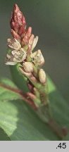 Polygonum lapathifolium ssp. brittingeri (rdest szczawiolistny Brittingera)