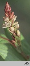 Polygonum lapathifolium ssp. brittingeri (rdest szczawiolistny Brittingera)