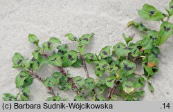 Polygonum lapathifolium ssp. brittingeri (rdest szczawiolistny Brittingera)