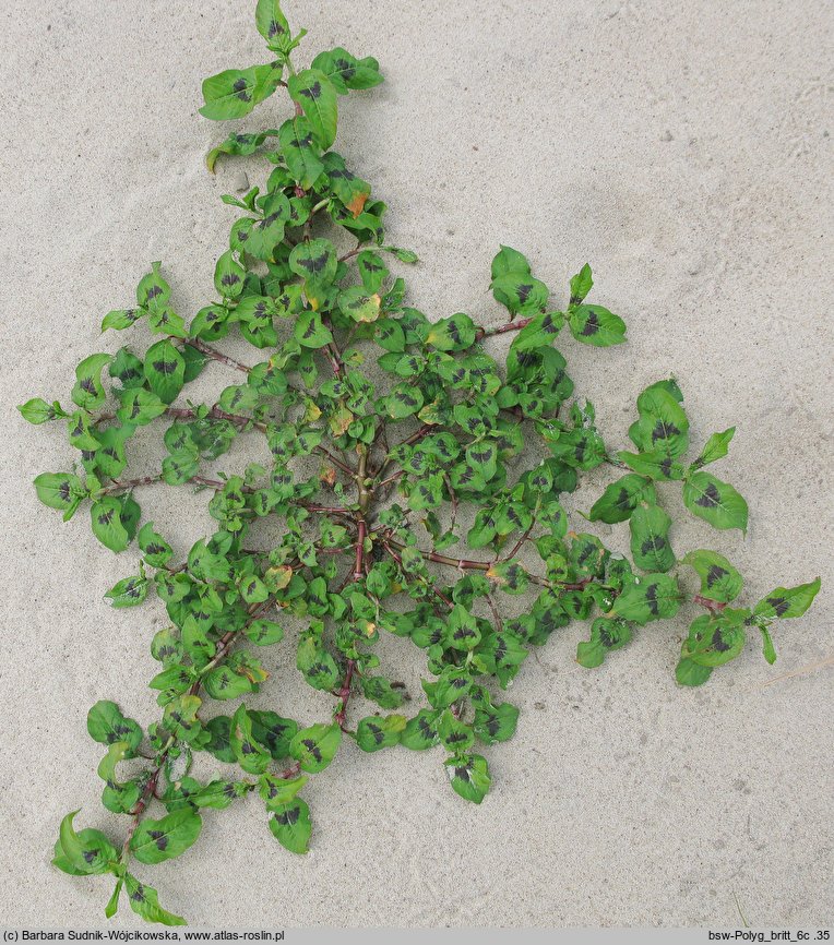 Polygonum lapathifolium ssp. brittingeri (rdest szczawiolistny Brittingera)