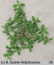 Polygonum lapathifolium ssp. brittingeri (rdest szczawiolistny Brittingera)