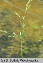 Puccinellia maritima (mannica nadmorska)