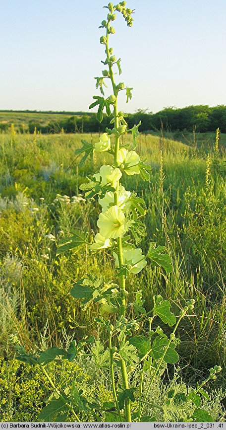 Alcea rugosa (malwa pomarszczona)