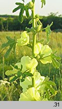 Alcea rugosa (malwa pomarszczona)