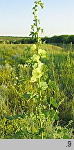 Alcea rugosa (malwa pomarszczona)