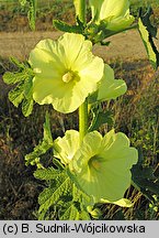 Alcea rugosa (malwa pomarszczona)