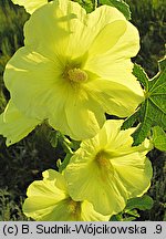 Alcea rugosa (malwa pomarszczona)