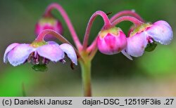 Chimaphila umbellata (pomocnik baldaszkowy)