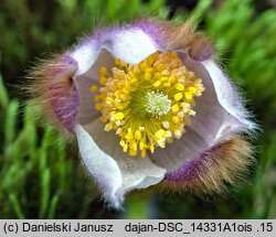 Pulsatilla vernalis (sasanka wiosenna)