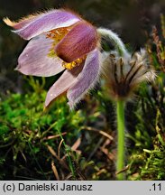 Pulsatilla vernalis (sasanka wiosenna)