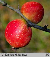 Chaenomeles speciosa (pigwowiec okazały)