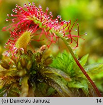 Drosera rotundifolia (rosiczka okrągłolistna)